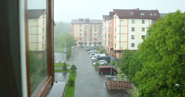 Regen Staat Buiten Wind Buigt Boomstammen Hoge Kwaliteit Beeldmateriaal — Stockvideo