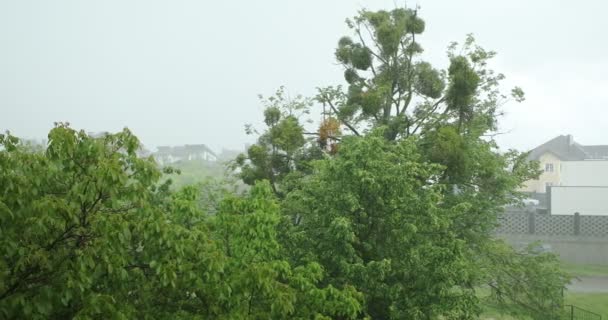 Pluie Est Dehors Vent Plie Les Troncs Arbres Images Haute — Video