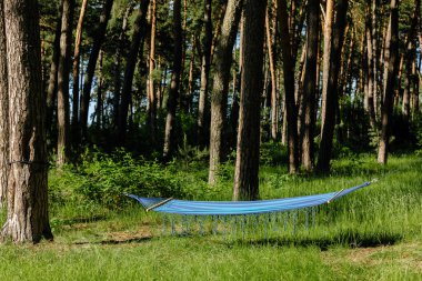 Yeşil ormanda asılı parlak, rahat hamak, yakın çekim