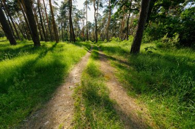 yol ve ağaçlar arasında parlayan parlak güneş ile orman