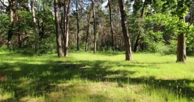 yol ve ağaçlar arasında parlayan parlak güneş ile orman.