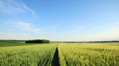 Drone kırsal kesimlerdeki buğday tarlaları üzerinde uçuyor. güzel yeşil alan