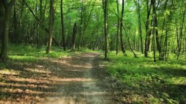 yol ve ağaçlar arasında parlayan parlak güneş ile orman.