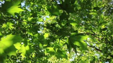 yol ve ağaçlar arasında parlayan parlak güneş ile orman.