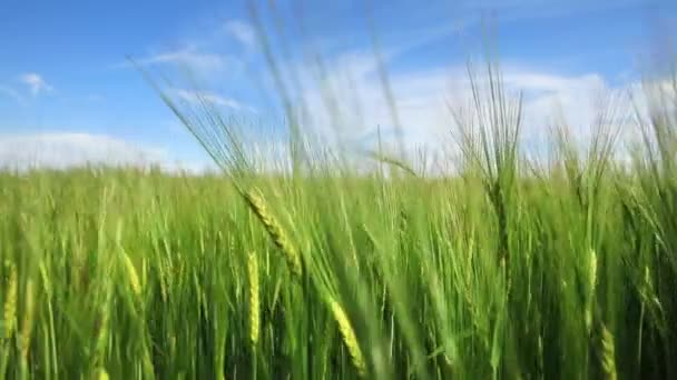 Drohnen Fliegen Über Weizenfelder Bei Der Ernte Von Feldfrüchten Auf — Stockvideo
