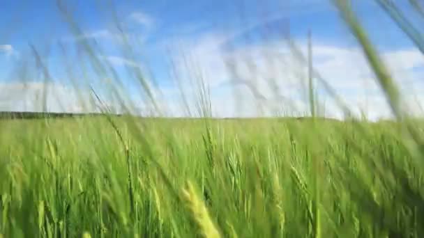 ドローンは田舎の小麦畑の収穫作物を飛び越えて飛んでいます 美しい緑の野 — ストック動画