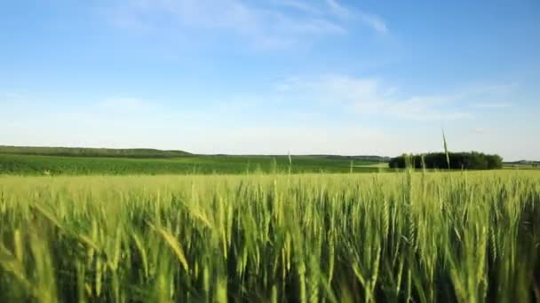 飞行员飞过麦田 收割乡间的庄稼 美丽的绿地 — 图库视频影像