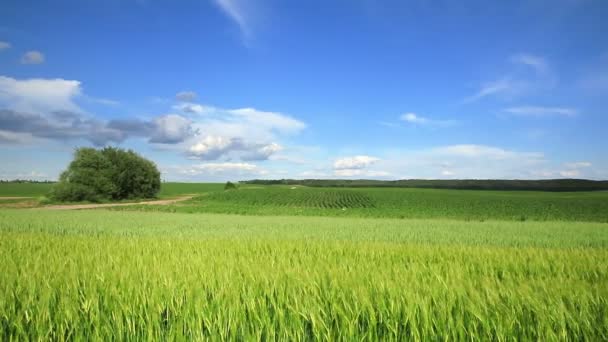 Беспилотник Летит Над Посевами Пшеничного Поля Сельской Местности Красивое Зеленое — стоковое видео