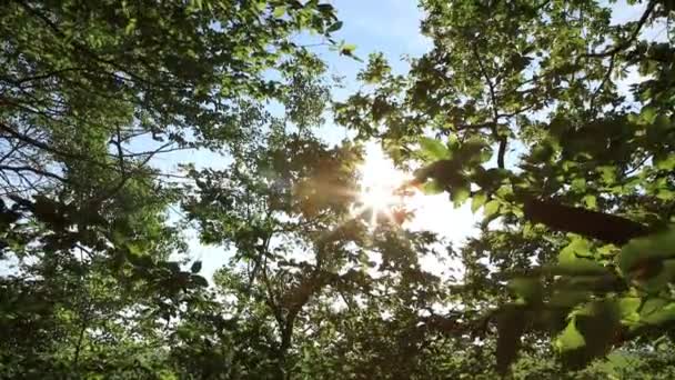 Wald Mit Pfad Und Strahlender Sonne Zwischen Den Bäumen — Stockvideo