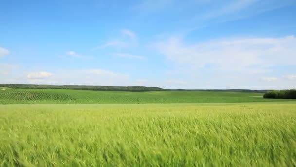 飞行员飞过麦田 收割乡间的庄稼 美丽的绿地 — 图库视频影像