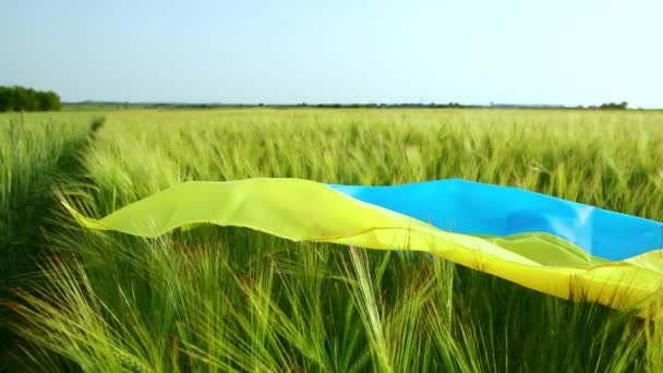 Ukrainska Flagga Vetefält Solnedgången Begreppet Livsmedelskris Och Svält Grund Ryssland — Stockvideo