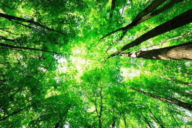 Orman ağaçları doğa yeşil ahşap güneş ışığı arka planı