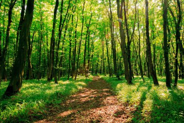 Orman ağaçları doğa yeşil ahşap güneş ışığı arka planı