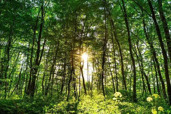 Wald Mit Pfad Und Strahlender Sonne Zwischen Den Bäumen — Stockfoto