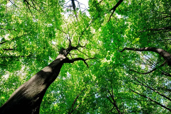 Foresta Alberi Natura Verde Legno Luce Del Sole Sfondi — Foto Stock