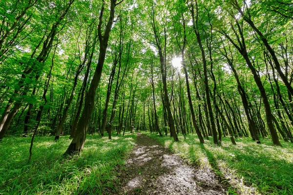 Floresta Árvores Natureza Verde Madeira Fundos Luz Solar — Fotografia de Stock