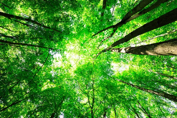 Las Drzewa Natura Zielony Drewno Światło Słoneczne Tła — Zdjęcie stockowe