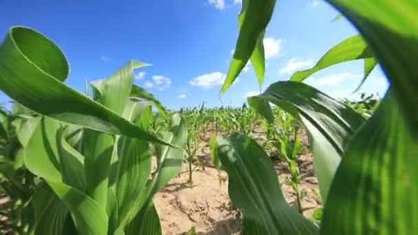 Milho Milho Agricultura Campo Natural Imagens Fullhd Alta Qualidade — Vídeo de Stock