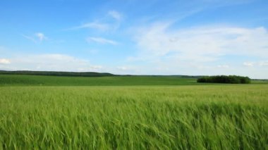 Drone kırsal kesimlerdeki buğday tarlaları üzerinde uçuyor. güzel yeşil alan