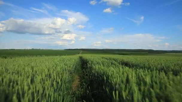 Búzatermés Felett Repülő Drón Termést Termel Vidéken Gyönyörű Zöld Mező — Stock videók