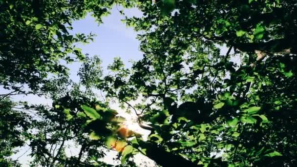 Foresta Con Sentiero Sole Splendente Che Splende Tra Gli Alberi — Video Stock