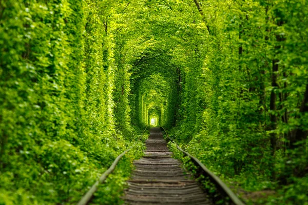 Una Ferrovia Nella Foresta Primaverile Tunnel Dell Amore Alberi Verdi — Foto Stock