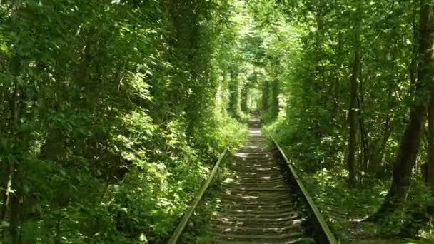 Железная Дорога Весеннем Лесу Тоннель Любви Зеленые Деревья Железная Дорога — стоковое видео
