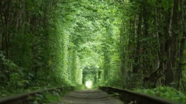 a railway in the spring forest. Tunnel of Love, green trees and the railroad. High quality 4k footage
