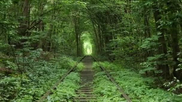 Железная Дорога Весеннем Лесу Тоннель Любви Зеленые Деревья Железная Дорога — стоковое видео