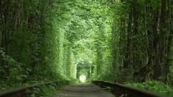 Una Ferrovia Nella Foresta Primaverile Tunnel Dell Amore Alberi Verdi — Video Stock