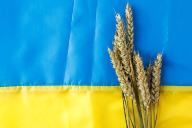 Ukrayna bayrağında buğday kulakları. Ukrayna 'nın sembolleri. Mavi ve sarı renkler. Yakın çekim, arkaplan