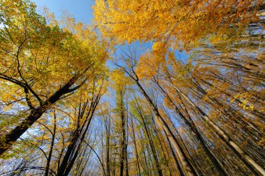 Güzel bir sonbahar parkı. Sonbaharda Orman.