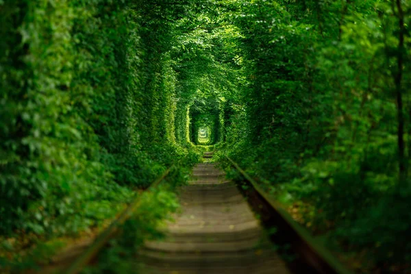 Een Spoorweg Het Voorjaarsbos Tunnel Van Liefde Groene Bomen Spoorweg — Stockfoto