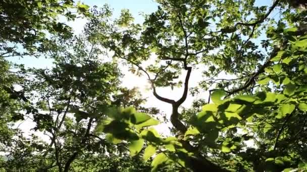 Wald Mit Pfad Und Strahlender Sonne Zwischen Den Bäumen — Stockvideo