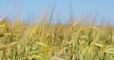 Olgun buğdaylı sarı tarla ve üzerinde bulutlar olan mavi gökyüzü. Ukrayna, Avrupa. 