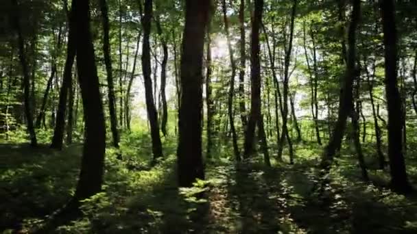 Lesem Pěšou Jasným Sluncem Svítícíma Stromy — Stock video