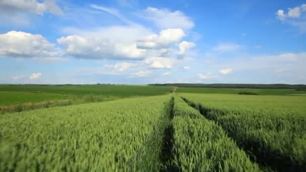 Drone Flying Wheat Field Harvest Crops Countryside — Wideo stockowe