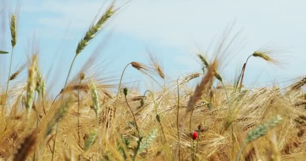 Yellow Agriculture Field Ripe Wheat Blue Sky Clouds Ukraine Europe — Stockvideo