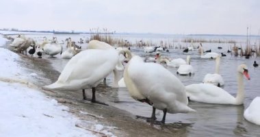 Group of beautiful white swans on riverside in winter day. High quality 4k footage