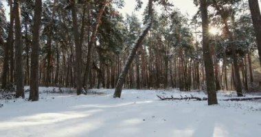 Pine trees are covered with snow on a frosty day. Beautiful winter forest. High quality 4k footage