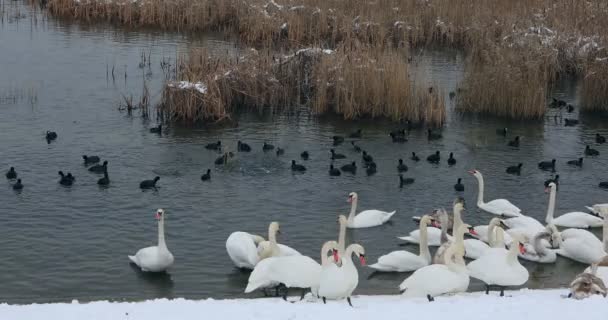 Group Beautiful White Swans Riverside Winter Day High Quality Footage — Stockvideo