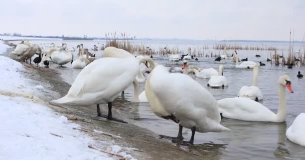 Group Beautiful White Swans Riverside Winter Day High Quality Footage — ストック動画