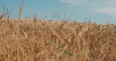 Yellow agriculture field with ripe wheat and blue sky with clouds over it. Ukraine, Europe. High quality 4k footage