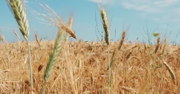 Yellow Agriculture Field Ripe Wheat Blue Sky Clouds Ukraine Europe — Stock videók