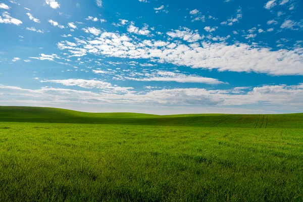 Grüne Wiese Und Schöner Sonnenuntergang — Stockfoto