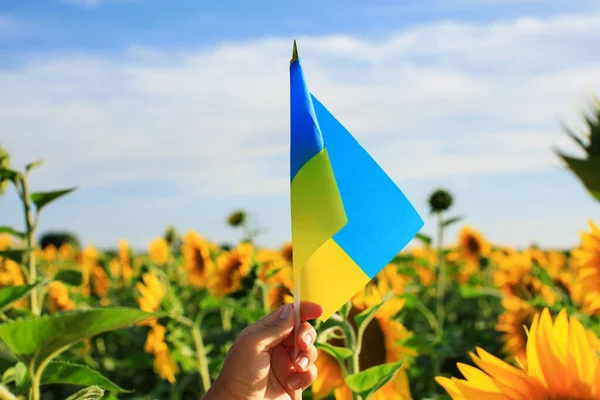 Ukrainian Flag Hands Woman Background Field Sunflowers — Foto de Stock