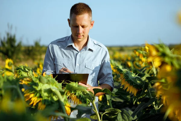 Young Agronomist Holds Paper Chart His Hands Analyzes Sunflower — Stockfoto