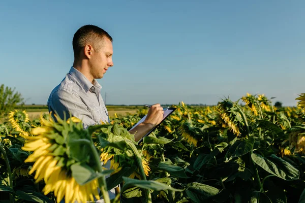Young Agronomist Holds Paper Chart His Hands Analyzes Sunflower — Stockfoto