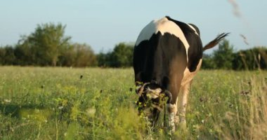 Herd of cows on a summer green field. High quality 4k footage