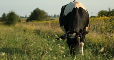 Herd of cows on a summer green field. High quality 4k footage